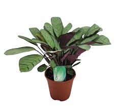 Image result for Ktenante Ctenanthe