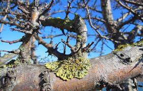 1562, ogier ghiselin de busbecq: Should I Be Worried About The Lichens Growing On The Bark Of My Apple Trees Unh Extension