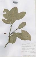 Image result for Xymalos monospora