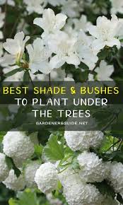 Some other species of shade loving flowering shrubs include the all known violets, mountain laurel. Best Shade Bushes To Plant Under The Trees Shade Loving Shrubs Plants Under Trees Flowering Shrubs For Shade