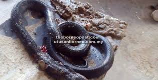 Aku langsung naik ke tempat tidurnya dan berbaring di sebelahnya. Nyaris Dipatuk Ular Tedung Dalam Tandas