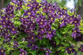 Image result for Clematis costata
