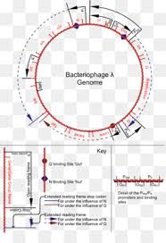 Un bacteriófago, abreviado informalmente como fago, é un virus que infecta e se replica dentro de bacterias e arqueas.o termo deriva de bacteria e do grego φαγεῖν (fagein), 'devorar'.os bacteriófagos están compostos de proteínas que encapsulan o seu xenoma de adn ou arn, e poden ter estruturas simples ou moi elaboradas.os seus xenomas poden codificar desde só catro xenes (caso. Bacteria Cartoon