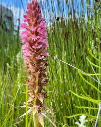 Image result for Satyrium hallackii
