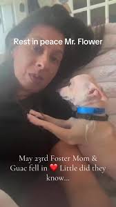 Heartfelt Adoption Journey of Guac the Teacup Chihuahua