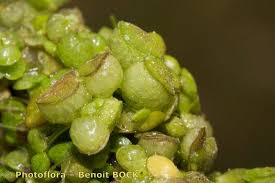 Image result for Lemna gibba