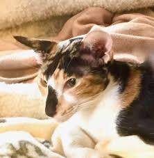 We can guarantee that you will fall in love with one all of our cat breeds are trained and taken care of properly. Oriental Shorthair Rescue Purebreds Plus