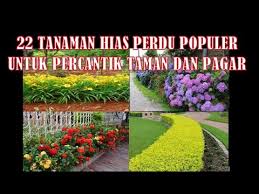 Dekoruma jual kursi , seperti kursi teras, kursi panjang, dan kursi malas untuk menemani waktu santaimu di taman rumah. 22 Jenis Tanaman Hias Murah Dan Cantik Untuk Pagar Dan Taman Youtube