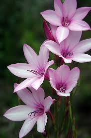 Watsonia Beautiful Flowers Amazing Flowers Love Flowers