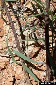 Image result for Senecio sp.no.2