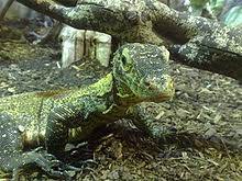 One that admonishes, cautions, or reminds, especially with respect to matters of conduct. Komodowaran Wikipedia