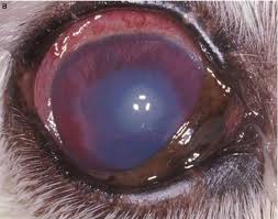 Image result for Ciliary Flush