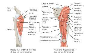 Your hamstring tendons run behind your knee and meet your patellar tendon. Muscles Of The Hips And Thighs Human Anatomy And Physiology Lab Bsb 141