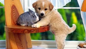 Deblocați ofertele limitate pentru clienții fideli. Animalele De Companie In Germania Romani In Germania