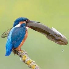 Pin Von Vlasta Kobal Auf Eisvogel Vogel Als Haustiere Vogel Fotos Tiere