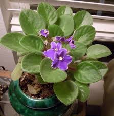 We did not find results for: Cara Menanam Dan Budidaya Bunga African Violet Situsbunga Com 2021