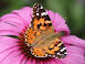 Image of How old do butterflies live?