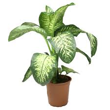 Dieffenbachia Tropic Snow Wahat Al Sahraa We Deliver Quality Dieffenbachia amoena (dumbcane) is a monocot which is commonly cultivated as a houseplant, for its decorative leaves. dieffenbachia tropic snow wahat al