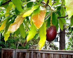 Small, bright blue fruit surrounded by magenta calyxes: Avocado Trees Also Known As Butter Pear Or Alligator Pear Trees Are Fruit Trees That Grow Mostly In Warm Climates Lik Avocado Plant Avocado Tree Grow Avocado