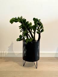 Maybe you would like to learn more about one of these? Piante Da Appartamento Resistenti Al Buio Scopri La Selezione