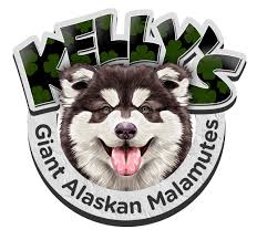 Our life with alaskan malamutes started with a puppy boy from snow drift kennels. Alaskan Malamute Breeder