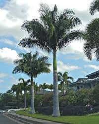 Image result for Roystonea oleracea