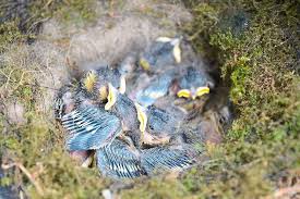 Erstaunliches entdeckten naturfreunde bei der nistkastenkontrolle: Niedereschach Kohlmeisen Nisten Sich In Schaufellader Ein Villingen Schwenningen Umgebung Schwarzwalder Bote