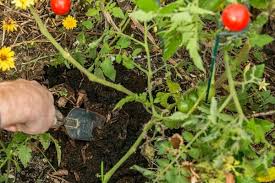 How To Fertilize Tomato Plants With Coffee Grounds Organic Gardening Soil Organic Gardening Pest Control Organic Gardening