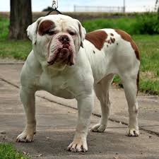 Bongo de golden line ada. Pin On Olde English Bulldogge