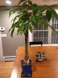Braided Money Tree Pachira Aquatica The Braided Money Tree Plant Needs Just The Right Amount Of Light And A Dependable Money Tree Plant Plants Money Trees