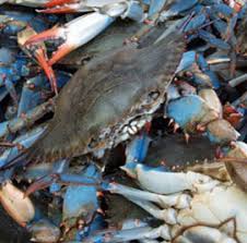 Transfer into a pot to a steam. Live Maryland Crabs Blue Crabs Shipped Online Crab Dynasty