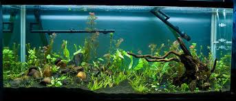 Neon Tetra Akvaryum Akvaryum Market