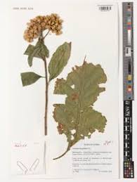 Image result for Vernonia amygdalina