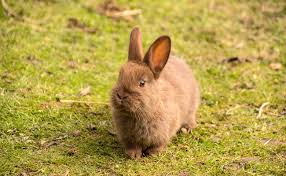 Quelle Est La Duree De Vie D Un Lapin