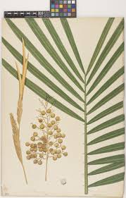 Image result for Calamus deerratus