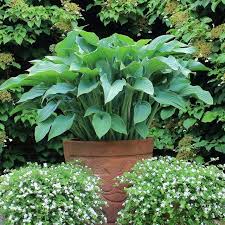 Les Hostas A Feuillage Bleu Feuillage Jardins D Hostas Gris Bleute
