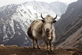 Sikkim animals chart with name : Yak Wikipedia