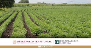 La procuraduría agraria es considerada una institución de servicio social que depende de la administración pública federal, pues su objetivo principal es la defensa de los derechos de los. Procuraduria Agraria Home Facebook