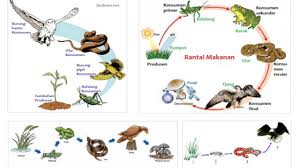 Kalau ekosistemnya lengkap, maka rantai makanan akan lebih panjang. Rantai Makanan Ekosistem Kebun Materiipa Com