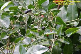 Image result for Jasminum fluminense