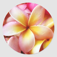 Plumeria Frangipani Hawaii Flower Customized Blank Classic Round Sticker Zazzle Com In 2021 Plumeria Hawaiian Flowers Frangipani