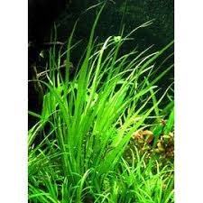 Image result for Cyperus spiralis