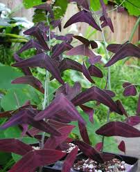 Christia Vespertilionis Red Butterfly Wing Butterfly Plants Endangered Plants Plants