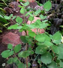 Image result for Tetradenia