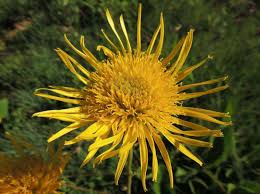 Image result for Alepidea amatymbica