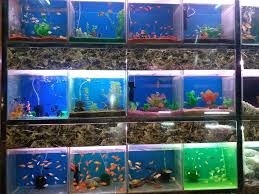 Petsense is america's hometown pet store and the leading provider of pet supplies and services in small markets throughout the country. Aquatic Pet Stores Near Me Connectintl Com