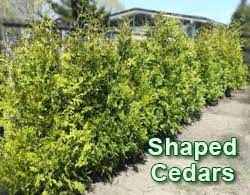 Fraser valley cedars has high quality cedar trees for vancouver, surrey, burnaby langley & abbotsford. Hedge Cedar Trees