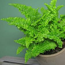 Image result for Nephrolepis