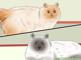 3 Ways To Identify Birman Cats Wikihow