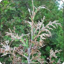 Image result for argyresthia thuiella thuja symptoms